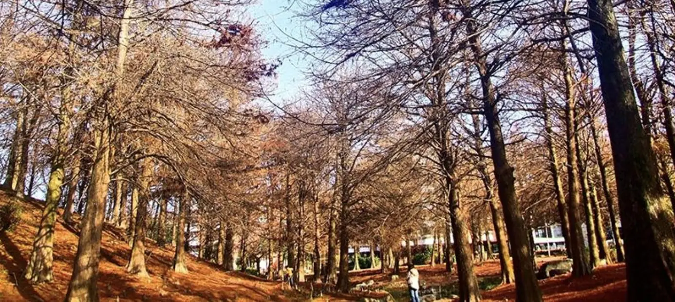 超寬景致 青萍居人文會館 夢幻樓中樓
