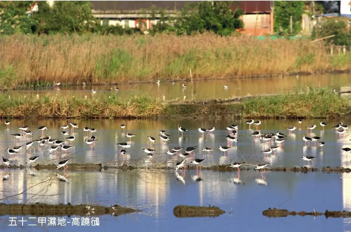 宜蘭五結私房景點在哪裡?五十二甲地濕地大公開! 宜蘭五結私房景點在哪裡?五十二甲地濕地大公開!