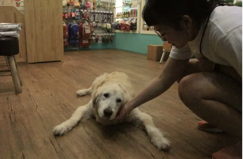 宜蘭寵物美容推薦哪一間？超Q寵物美容店不藏私！