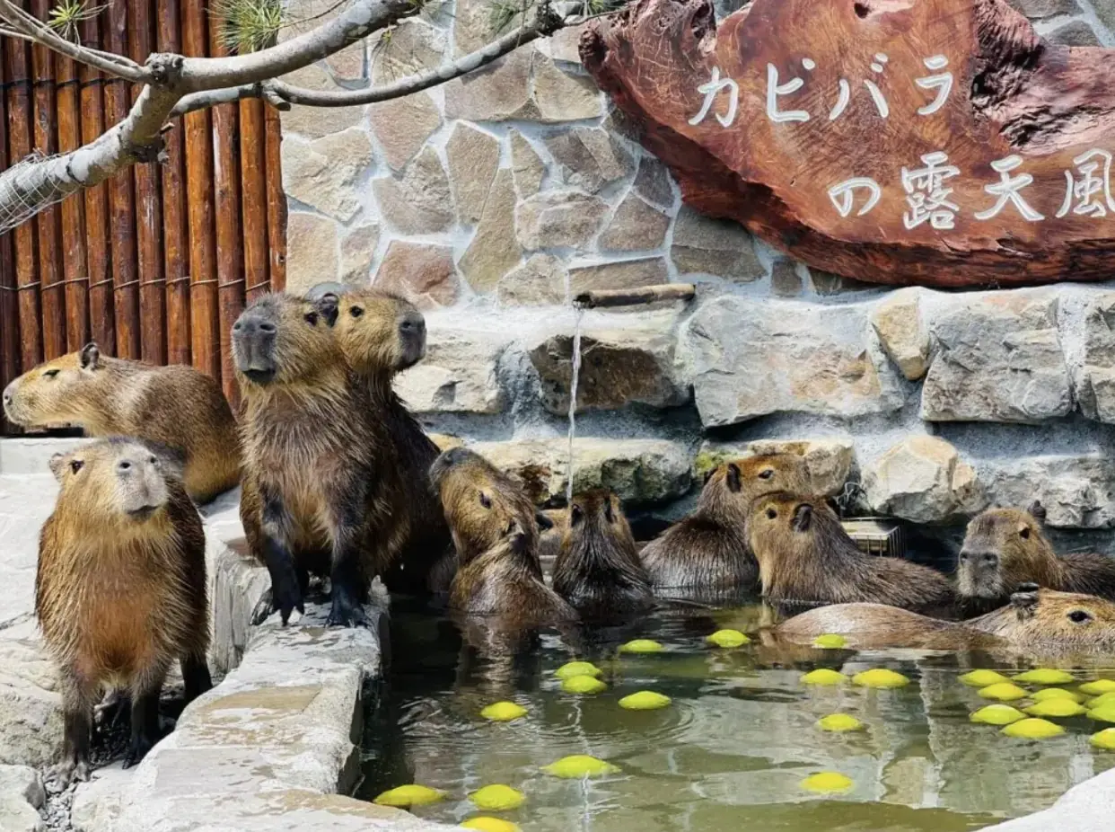 宜蘭寵物農場推薦？餵梅花鹿、水豚君超療癒！